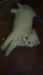 Pure Persian kitten